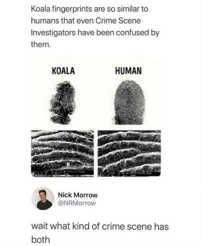 Koalas And Humans Has Almost Similar Fingerprints