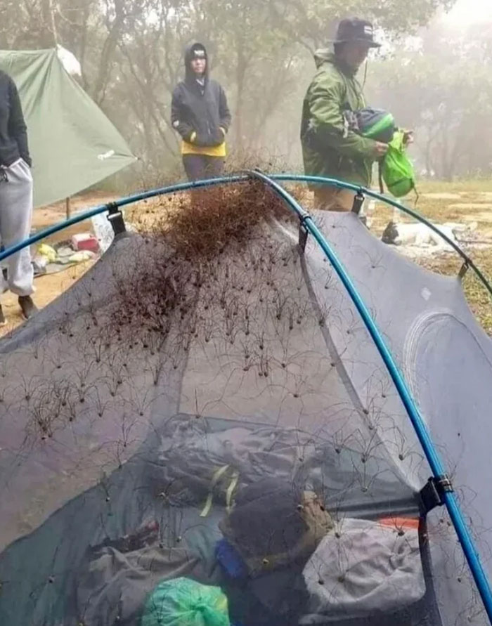 Yo simplemente moriría y ya