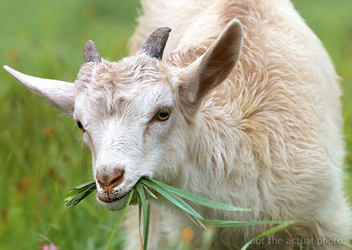 Man Pays His Mate 20 Bucks To Bring His Goat Over So It Can Take Care Of His Overgrown Lawn, Upsets Wife
