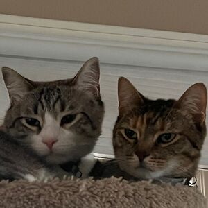 erin-breeding avatar