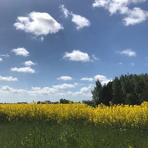 enoorasmussen avatar