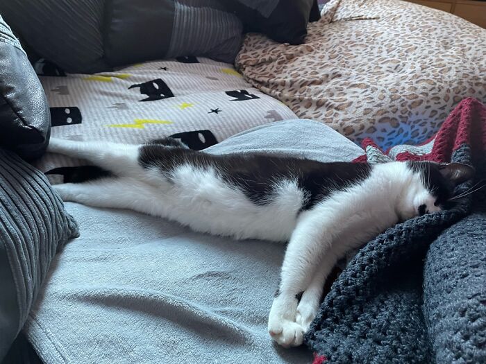 He’s Basically Taking Up 2 Of The 4 Seats On This Sofa