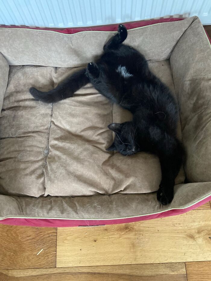 Pickles And His New Favourite Nap Spot: The Dog’s Bed