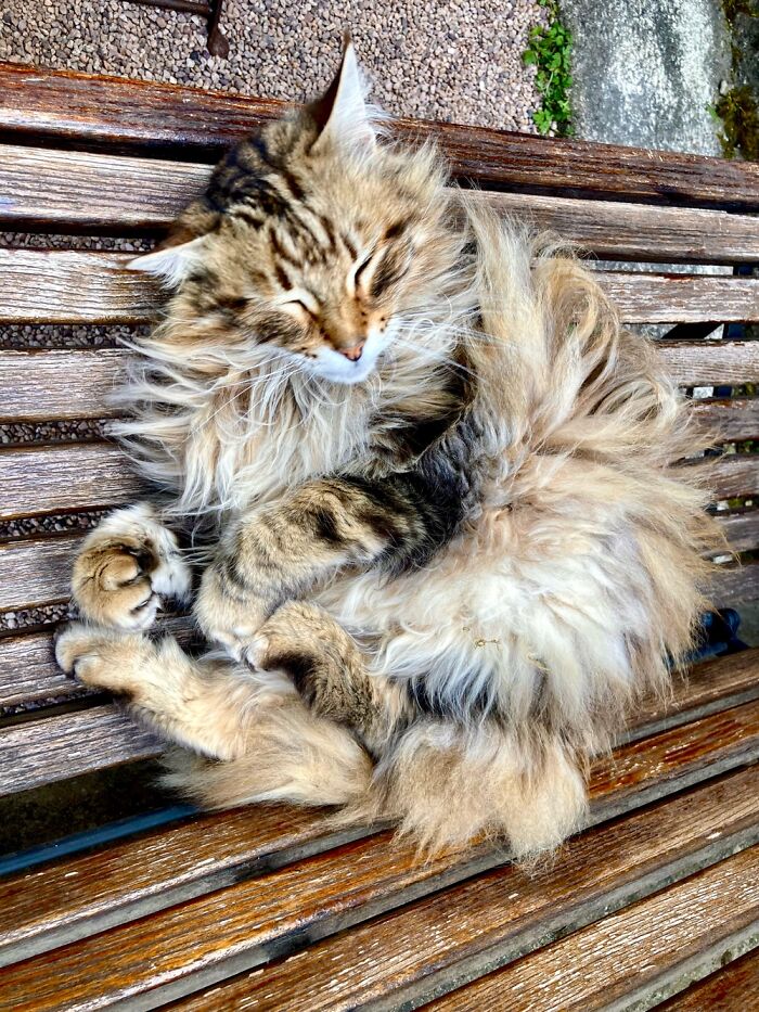 Lola 😊 Our Norwegian Rescue Cat Sleeping Outside
