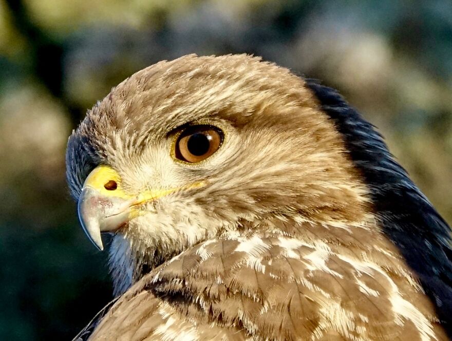 Cute Buzzard Enjoying The Sun