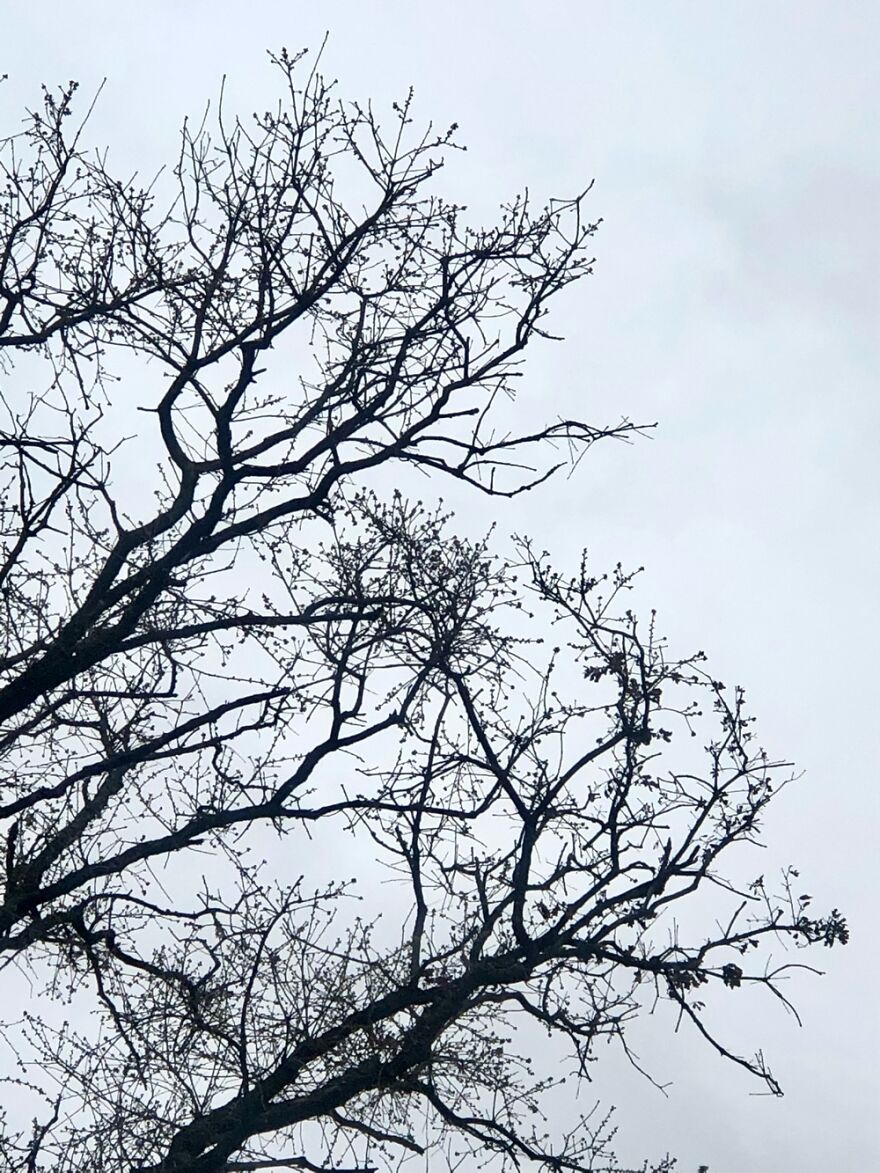 Budding Tree Behind My Backyard On A Cloudy Day