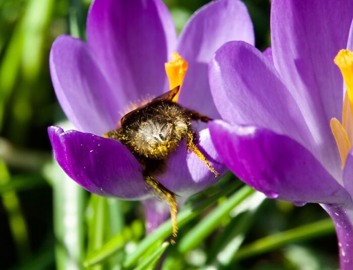 Bumblee Trying To Get Into A Crocus