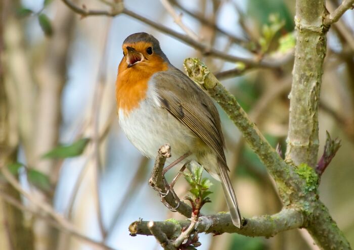 Robin Singing