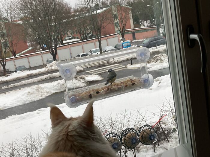 Entertainment System And Helping The Birds, Great Combination