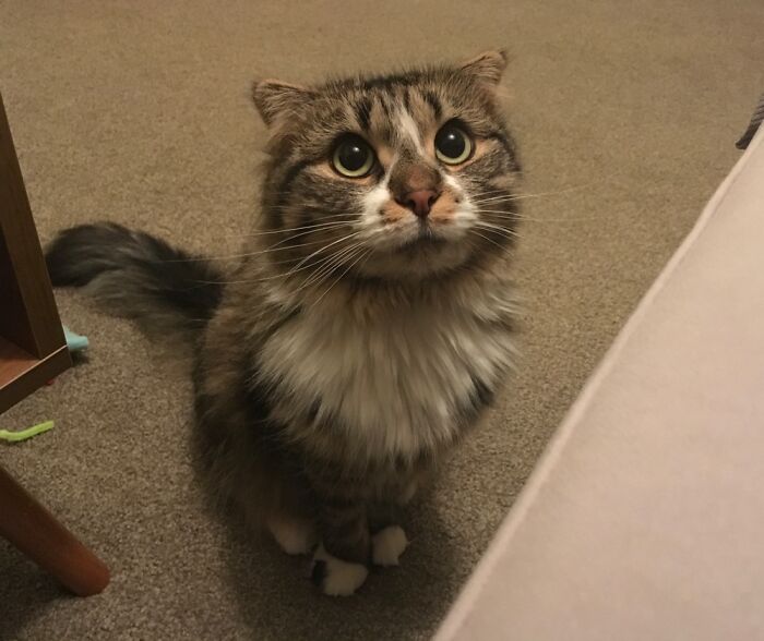 My Cat Telling Me It’s Bedtime