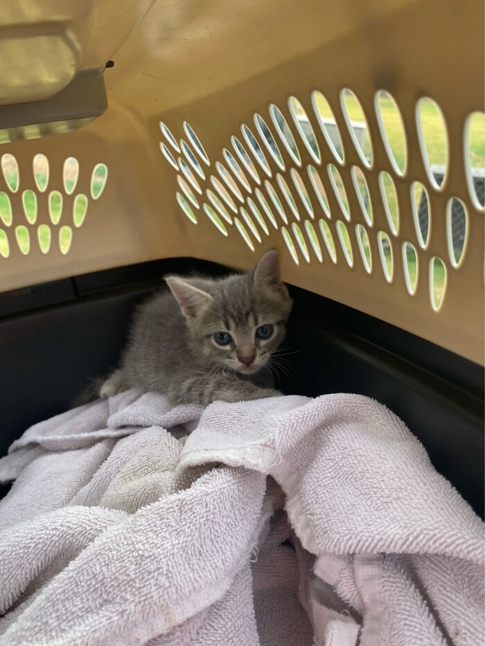 This Was When We First Found My Cat In The Shed