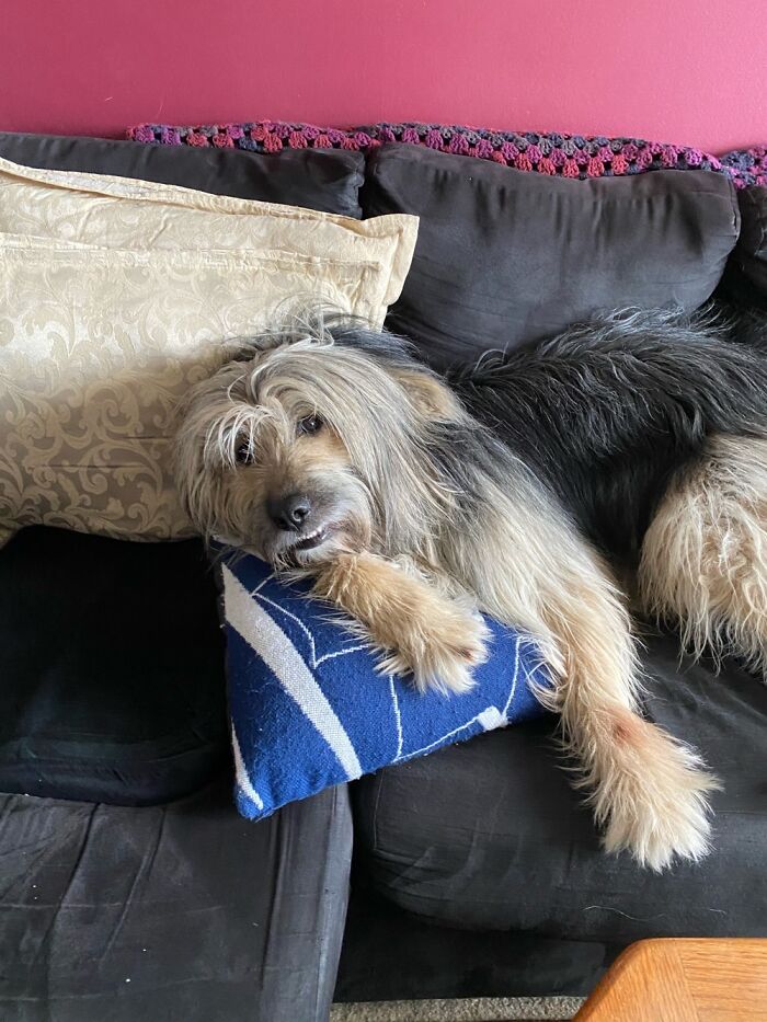 My Dog. He’s A Spot Stealing Floof, But He’s Also Insanely Cute