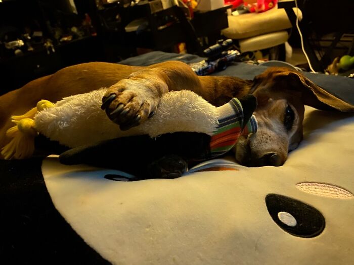 Penguin Snuggles On His Penguin Bed!