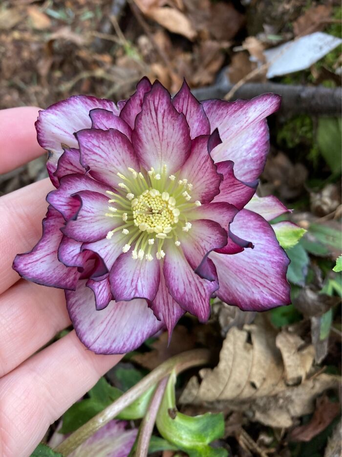 Hellebores!