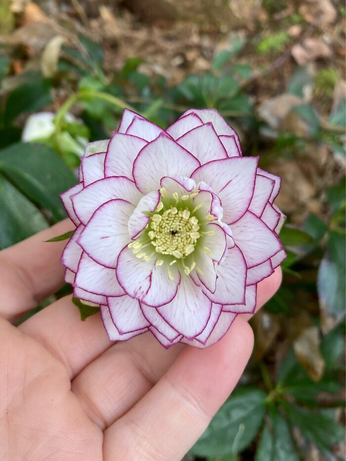 Fire And Ice Hellebore