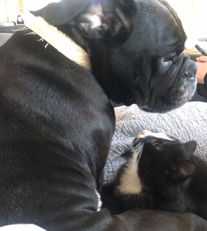 Miss Agnes And Oreo. Its Her Brother From Another Mother