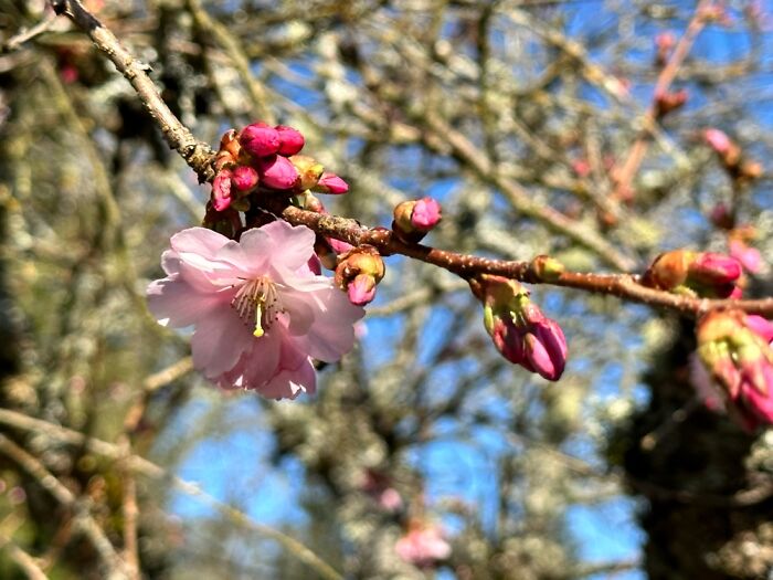 Buds Are Popping Here In The Pacific Northwest!