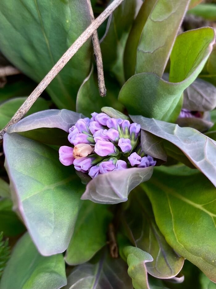 Kentucky Wildflowers