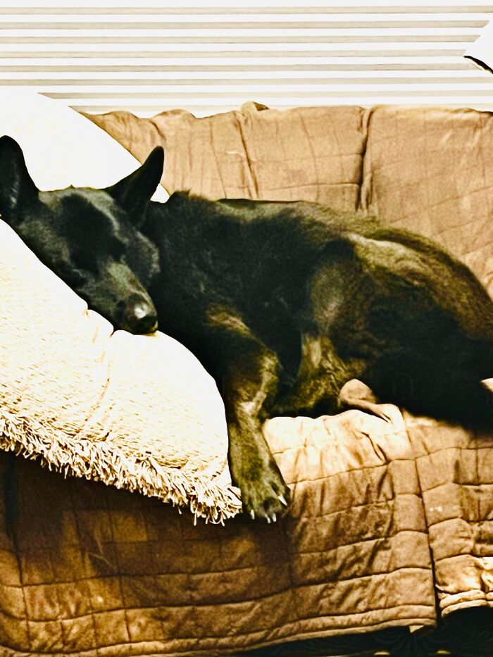 Ember Dog 10 Yo Gsd/Pyrenees