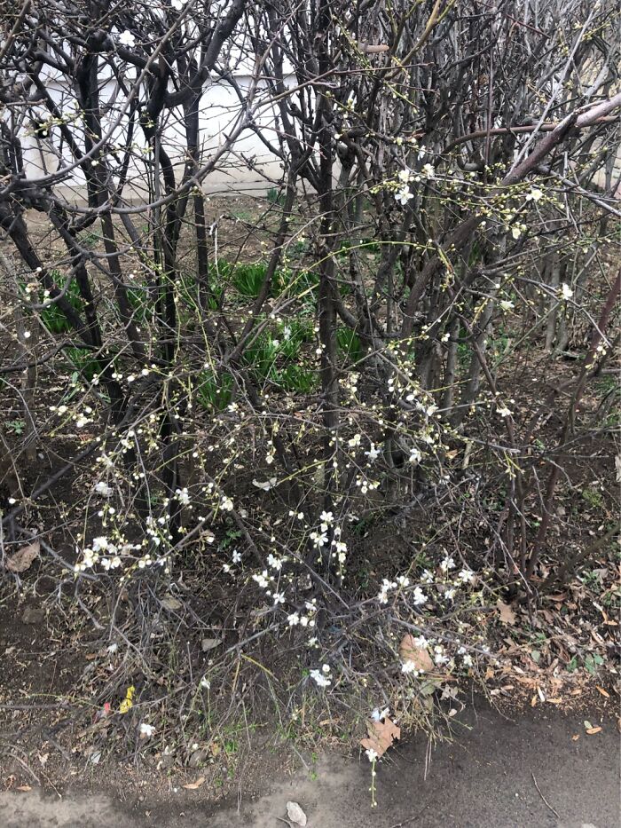 First Blooming Trees On 1st Of March