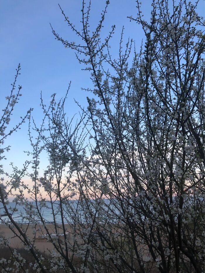 Spring At The Black Sea