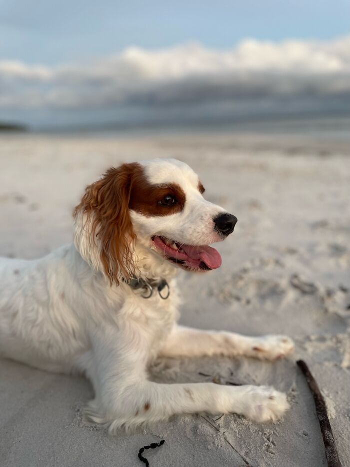 Jonesie, 2 Year Old Cavoodle Living His Best Life In Sydney Australia