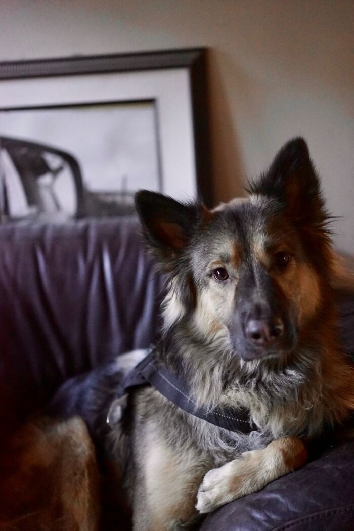 The Most Interesting Dog In The World Doesn’t Always Drink From Toilets But When He Does…