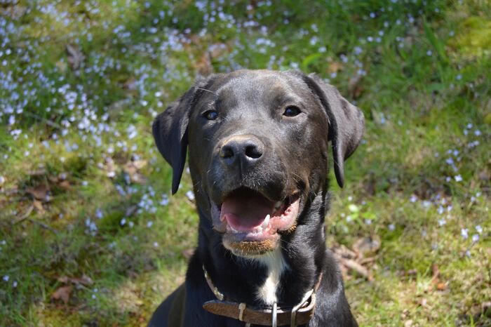 This Is Finn Out For A Hike With Me ❤️