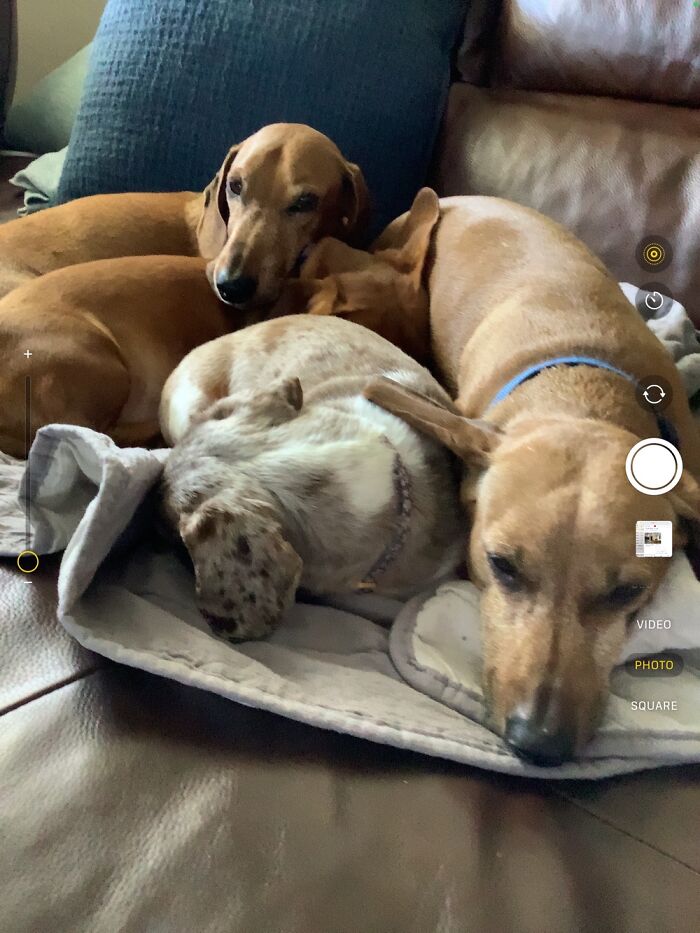 My 4 Dachshunds, Keeping Each Other Warm
