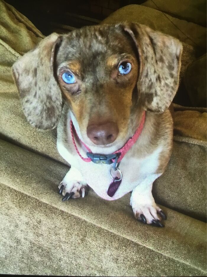 Tiny Dachshund, Pearl