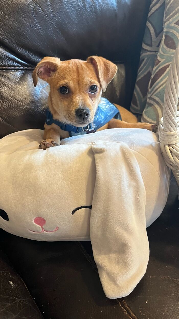 Our Sweet Riley On Her Bunny Pillow