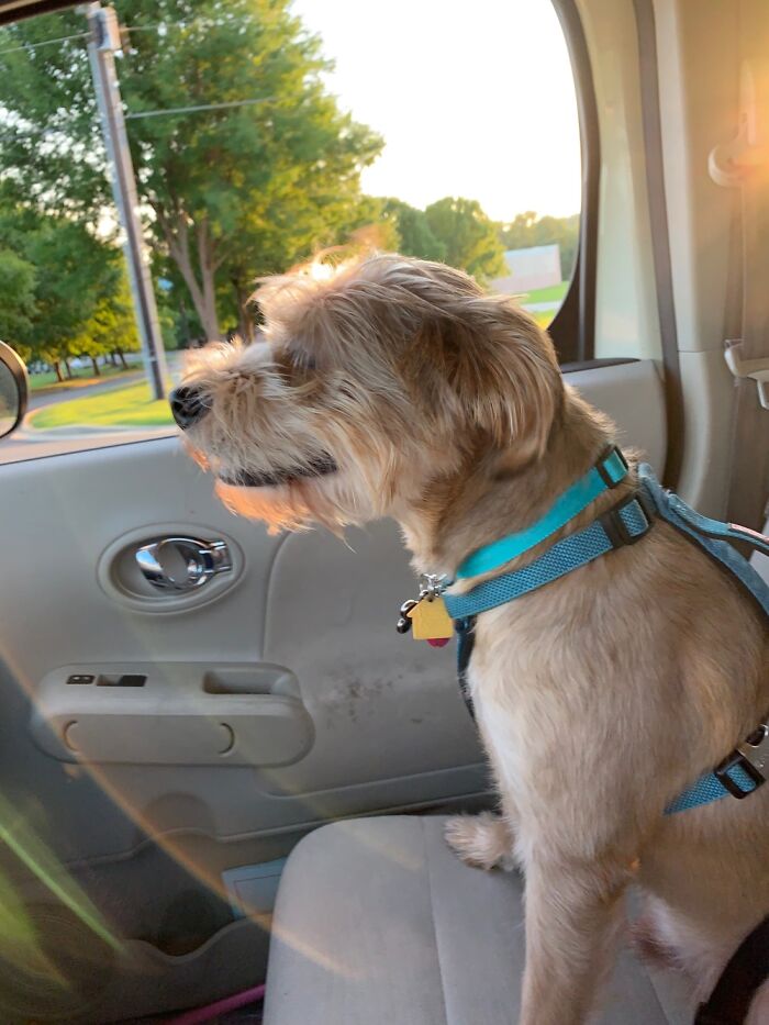 My Precious Baby Boo Who Was Killed By A Hot And Run Driver Last August. Doing His Favorite Job