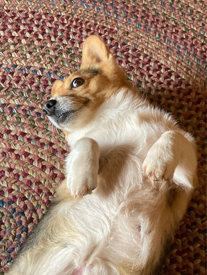 Shortie: ‘Did Someone Say Tummy-Rub?’