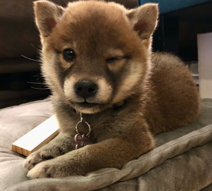 Watson Puppy Shiba 🥰