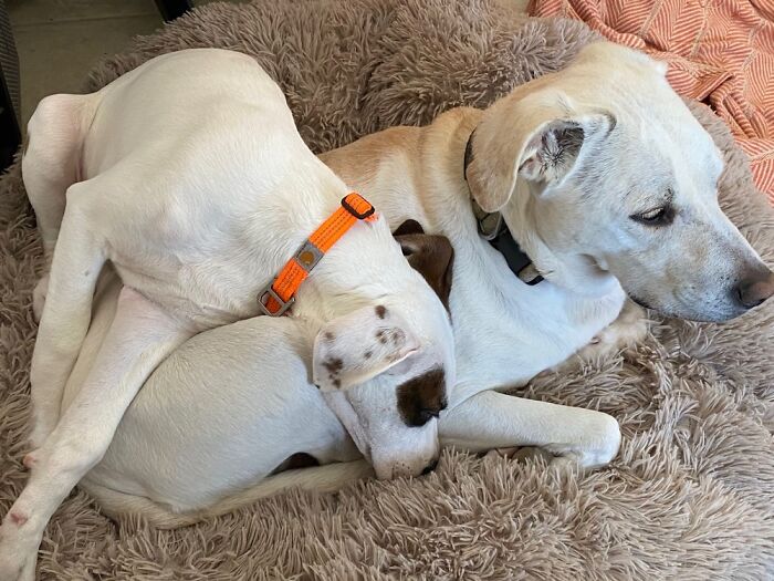 Layla And The New Rescue Puppy Brewer!