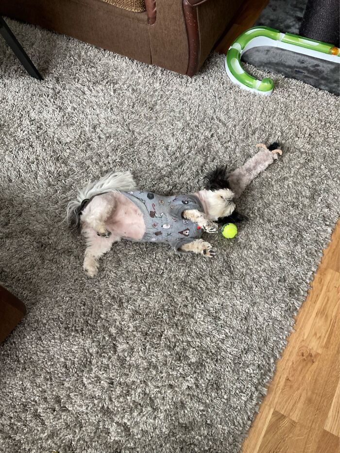 Suddenly Got Tired When Playing And Just Fell Asleep