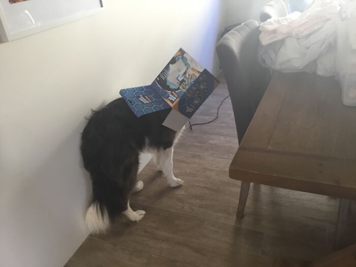 My Dog Max And My Cat Fluffy Have Provided Me With Happiness Ever Since I Got Them, These 13 Photos Are Going To Bring You Happiness Too