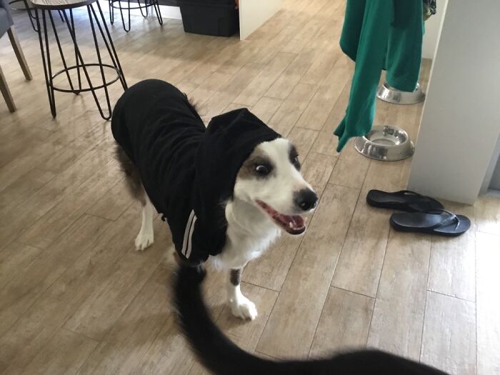 My Dog Max And My Cat Fluffy Have Provided Me With Happiness Ever Since I Got Them, These 13 Photos Are Going To Bring You Happiness Too