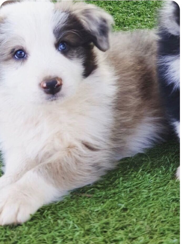 My Dog Max And My Cat Fluffy Have Provided Me With Happiness Ever Since I Got Them, These 13 Photos Are Going To Bring You Happiness Too