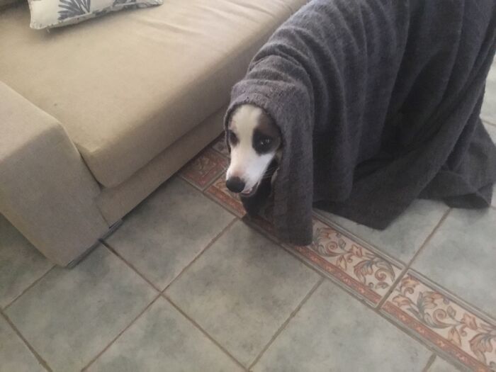 My Dog Max And My Cat Fluffy Have Provided Me With Happiness Ever Since I Got Them, These 13 Photos Are Going To Bring You Happiness Too