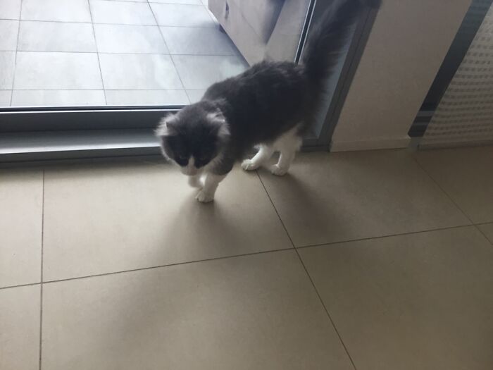 My Dog Max And My Cat Fluffy Have Provided Me With Happiness Ever Since I Got Them, These 13 Photos Are Going To Bring You Happiness Too