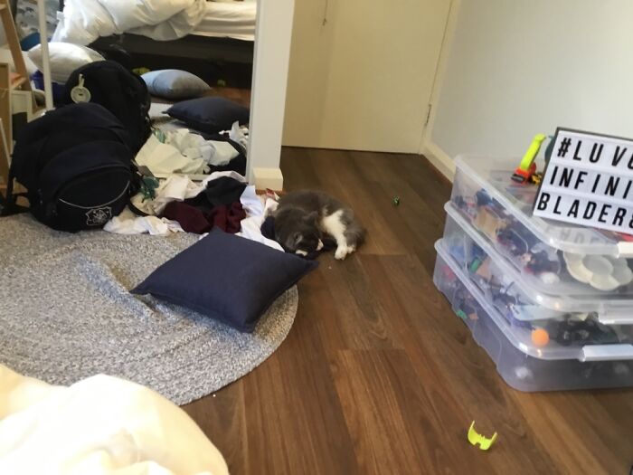 My Dog Max And My Cat Fluffy Have Provided Me With Happiness Ever Since I Got Them, These 13 Photos Are Going To Bring You Happiness Too