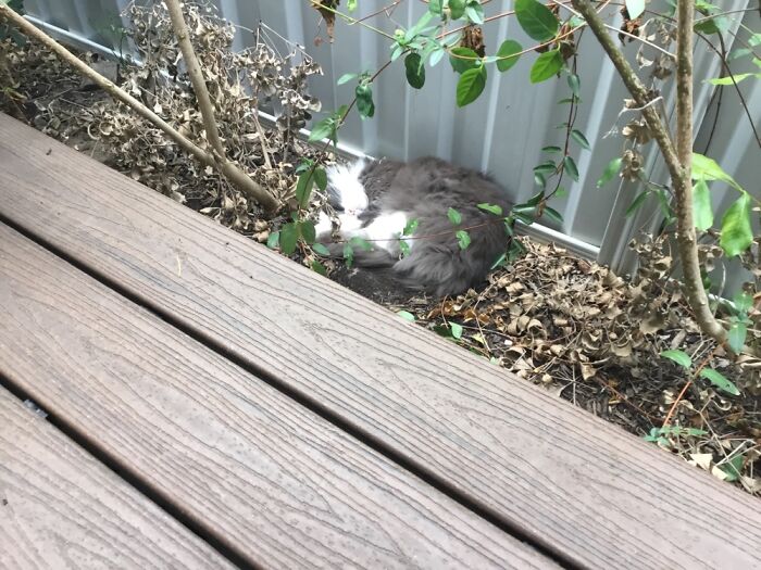 My Dog Max And My Cat Fluffy Have Provided Me With Happiness Ever Since I Got Them, These 13 Photos Are Going To Bring You Happiness Too