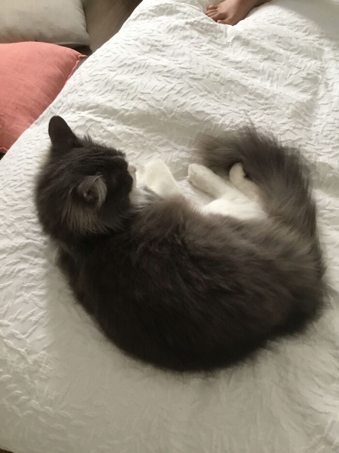 My Dog Max And My Cat Fluffy Have Provided Me With Happiness Ever Since I Got Them, These 13 Photos Are Going To Bring You Happiness Too