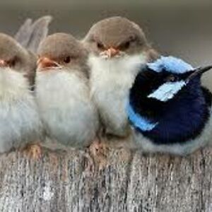 rosembullock_1 avatar