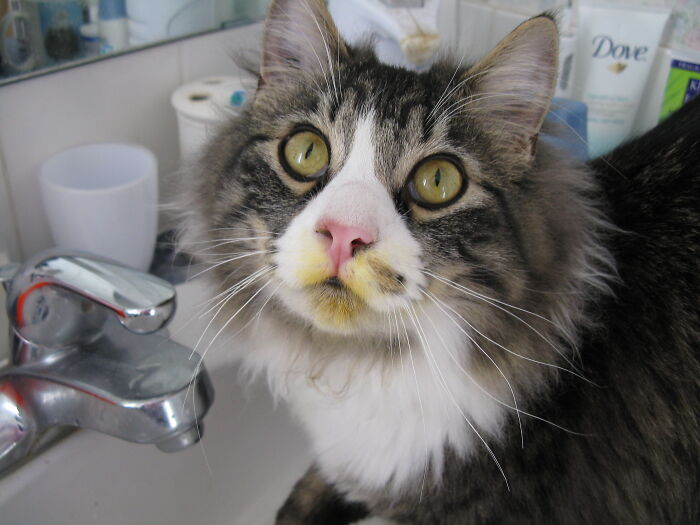 Pips Got Into The Flowers