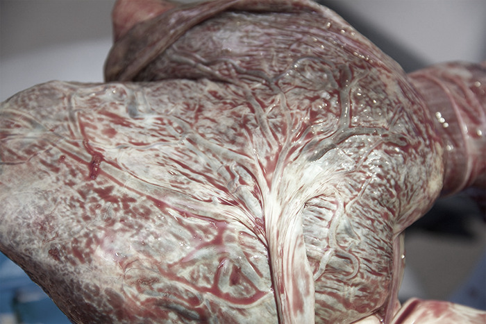 “Human Body Facts That Will 100% Trigger You”: 27 Obscure Yet Terrifying Facts About Us Revealed By This TikToker