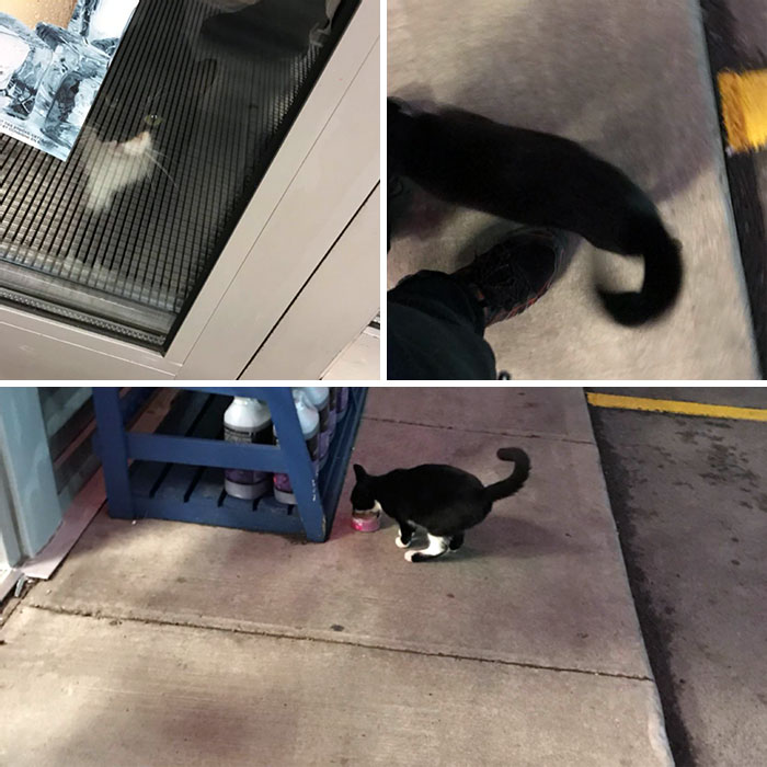 Part Of My Night Shift Tasks At My Job Is To Feed The Outside Cats That Come Every Night