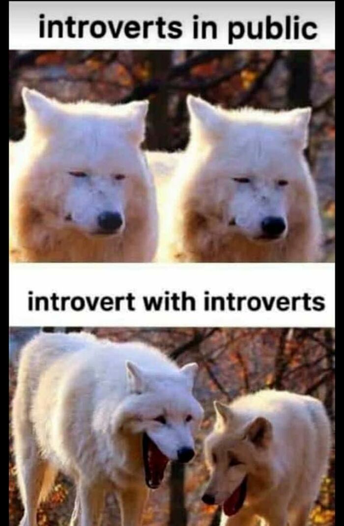 Introvert-Problems-Funny-Pics