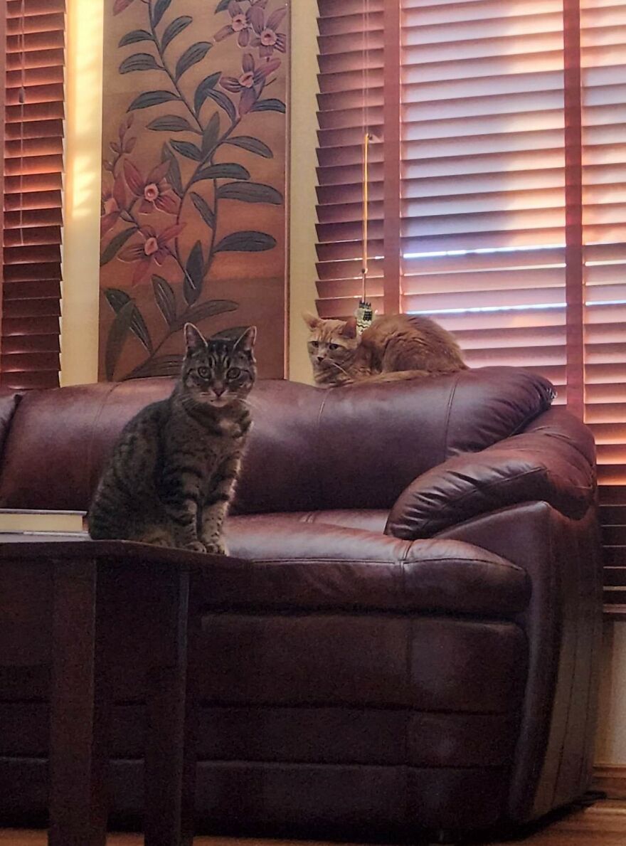 Upstaged By Shameless Attention-Grabber